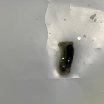 BİM Marketten Alınan Süzme Peynirde Şok Edici Buluntu