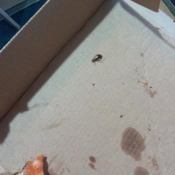 Pizza Siparişimden Çıkan Böcek Şoku