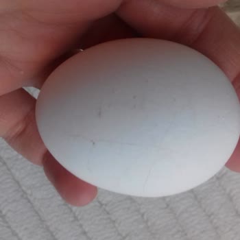 Bozuk Yumurtalar Ve Yetersiz Mağaza Hizmeti
