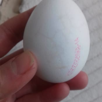 Bozuk Yumurtalar Ve Yetersiz Mağaza Hizmeti