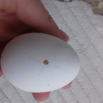 Bozuk Yumurtalar Ve Yetersiz Mağaza Hizmeti