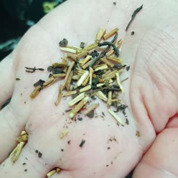 Çay Keyfini Bozan Beklenmedik Sürprizler