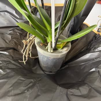 Çiçek Sepeti Yanlış Sipariş ve İade Mücadelesi