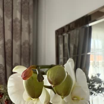 Çiçek Sepeti Yanlış Sipariş ve İade Mücadelesi