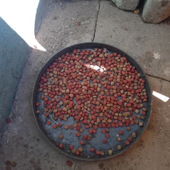 Goody Kedi Maması Kediler Tarafından Reddediliyor