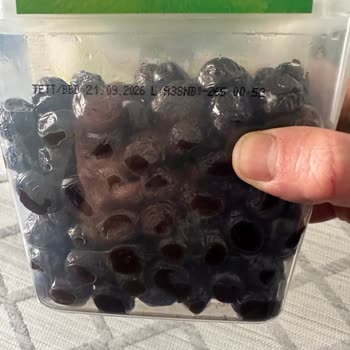 Tukaş Zeytinlerinde Küf Şoku