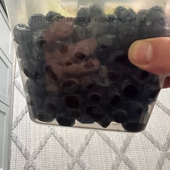 Tukaş Zeytinlerinde Küf Şoku