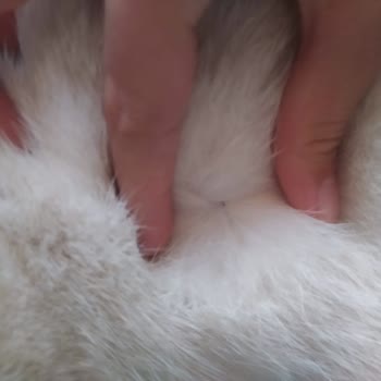 Lifeline Veteriner Polikliniği Hayal Kırıklığına Uğradık