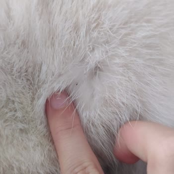 Lifeline Veteriner Polikliniği Hayal Kırıklığına Uğradık