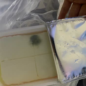 Küflenmiş Peynir Ve İlgisizlikle Mücadele