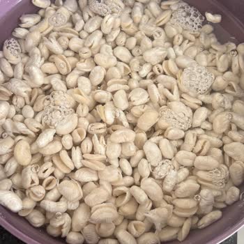 Hasata Fasulyeleri Hayal Kırıklığı Yarattı!