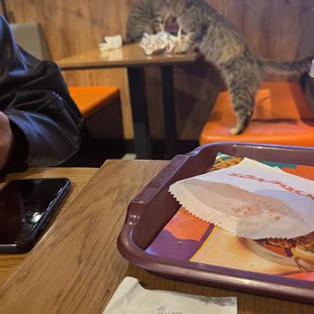 Kedilerle Dolu Restoranda Yemek Yeme Mücadelesi