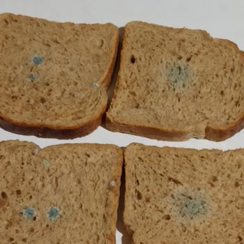 Küflü Ekmek Sorunu