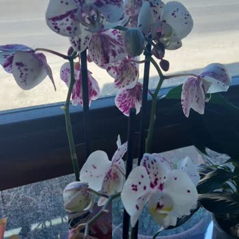 Kıbrıs Çiçek Sepetim Kurumuş Orkide Gönderimi!