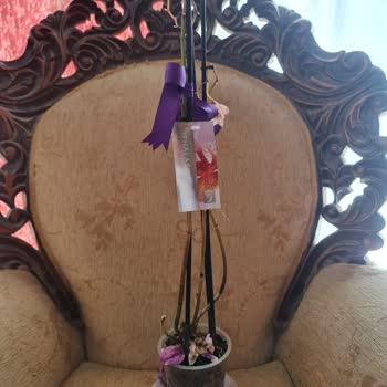 Kıbrıs Çiçek Sepetim Kurumuş Orkide Gönderimi!