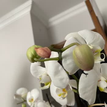 Yanlış Sipariş: İade Talebi