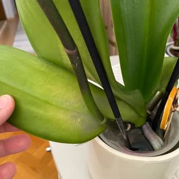 Yanlış Sipariş: İade Talebi