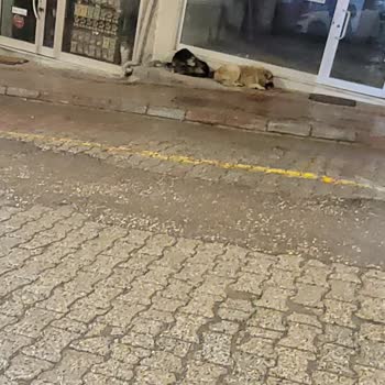 Sokak Köpekleri Nedeniyle Güvenlik Endişesi Ve İlgisizlik