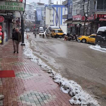 Sokak Köpekleri Nedeniyle Güvenlik Endişesi Ve İlgisizlik