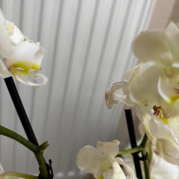 Solmuş Orkide Ve İlgisiz Müşteri Hizmetleri