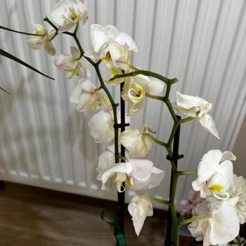 Solmuş Orkide Ve İlgisiz Müşteri Hizmetleri