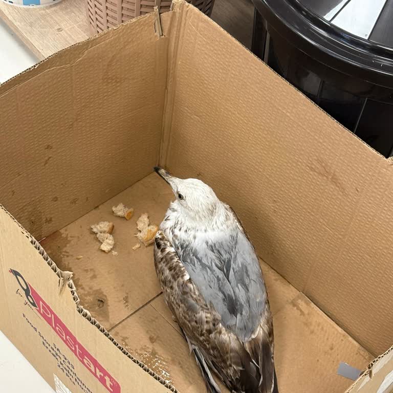 Yaralı Martı İçin Yardım Çağrısına Yanıt Alamama Sorunu