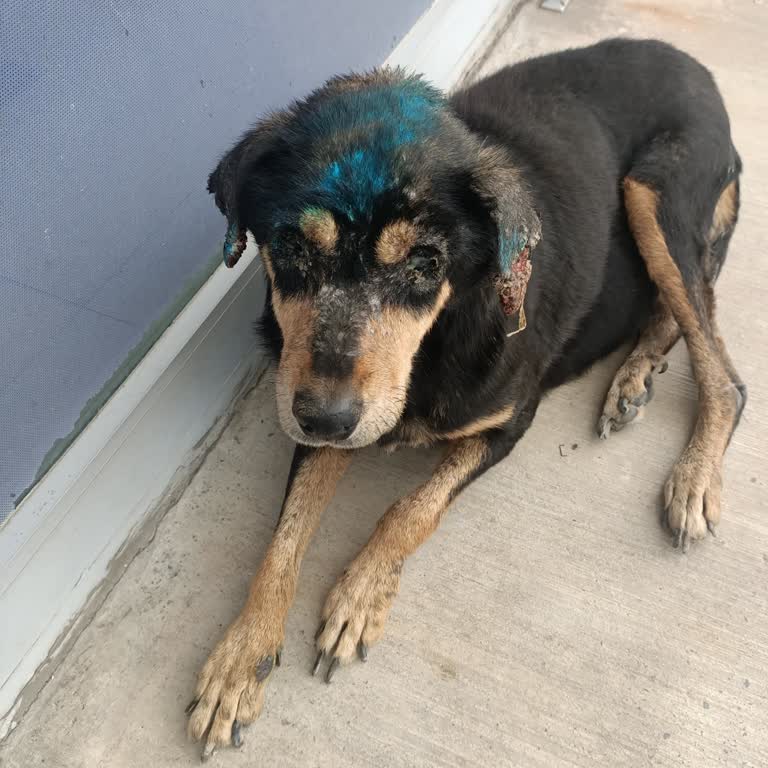 Yaralı Köpeğe Acil Yardım Çağrısı