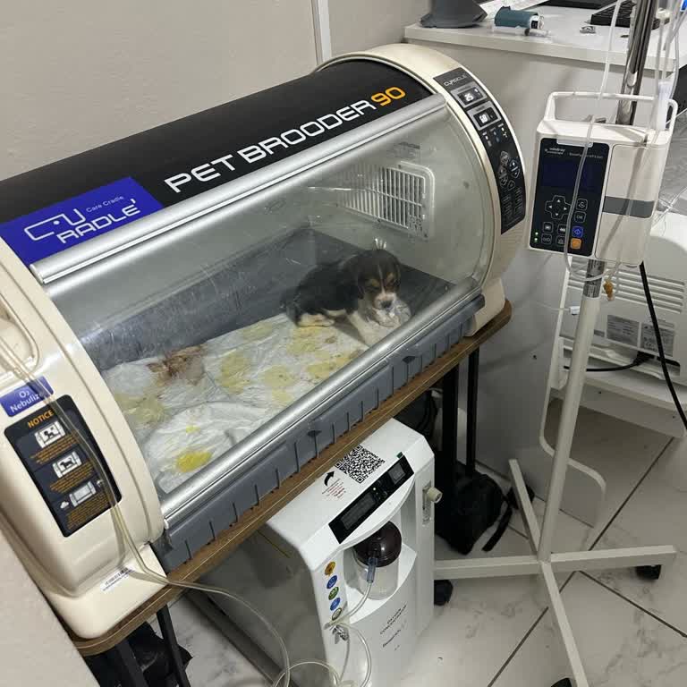 Antalya 07 Petshop Ne Fatura Verildi Ne De Resmi Bir Belge