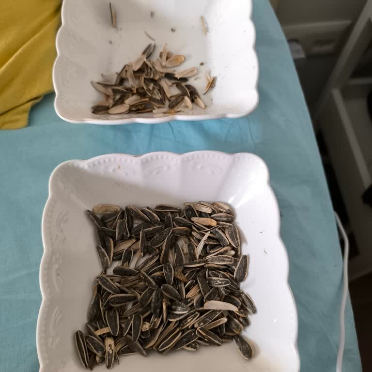 Amigo Çekirdeklerde Kalite Sorunu