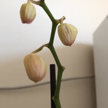 Solmuş Orkide Ve Fiyat Tutarsızlığı