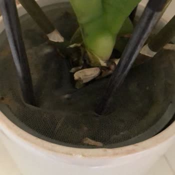 Solmuş Orkide Ve Fiyat Tutarsızlığı