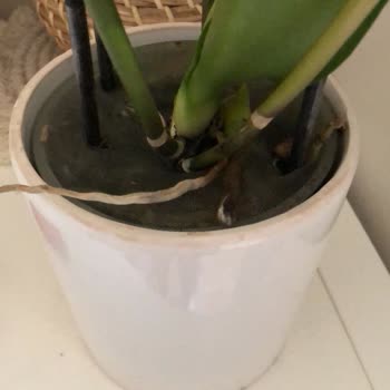 Solmuş Orkide Ve Fiyat Tutarsızlığı