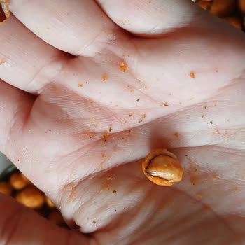 Gold Harvest Kuruyemişte Kalite Düşüşü Ve Küçük Ürün Sorunu