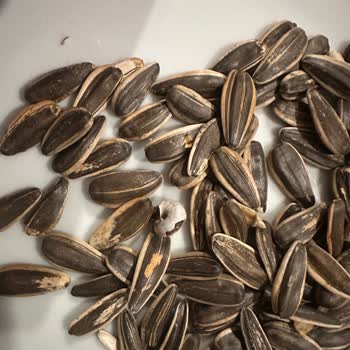 Migros'tan Aldığım Çekirdek Paketinden Salyangoz Çıktı!