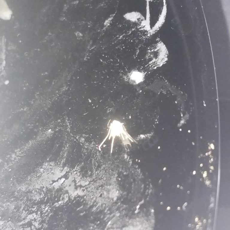 İndomie Noodle'da Güven Sarsan Böcek Sorunu