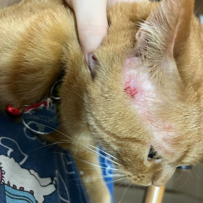 Pro Plan Somonlu Kedi Maması İçeriği Kedimi Mahvetti!