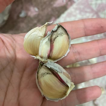 Migros'ta Hediye Money Ve Çürük Sarımsak Sorunu