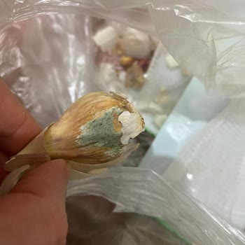 Migros'ta Hediye Money Ve Çürük Sarımsak Sorunu