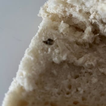 Ekmeğin İçinden Çıkan Gizemli Maddeler