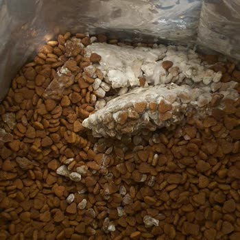 Küflü Kedi Maması Şikayeti Ve Ücret İadesi Talebi