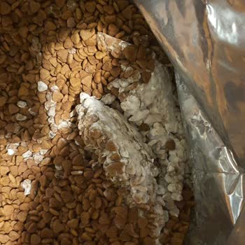 Küflü Kedi Maması Şikayeti Ve Ücret İadesi Talebi