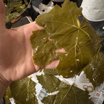 @egenin_tadi_ Tuzlu Ve Yırtık Yapraklarla Hayal Kırıklığı