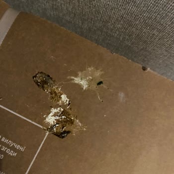 Teslimat Skandalı: Kuş Pisliğiyle Kaplı Televizyon