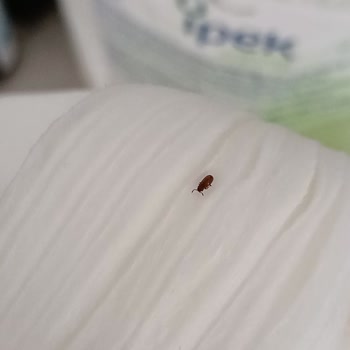 Bebek Ürünlerinde Güven Sarsan Böcek Şoku