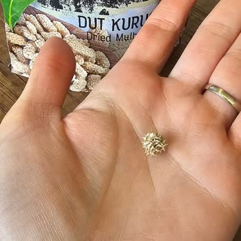 Paketin İçinden Çıkan Dikenli Ot Şoku