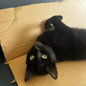 Torbalı Belediyesi Yetersiz Hayvan Bakımı