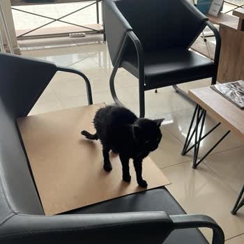 Torbalı Belediyesi Yetersiz Hayvan Bakımı