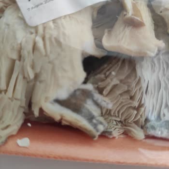 Migros Tarihi Geçmemiş Üründe Küf Problemi