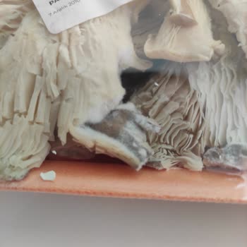 Migros Tarihi Geçmemiş Üründe Küf Problemi