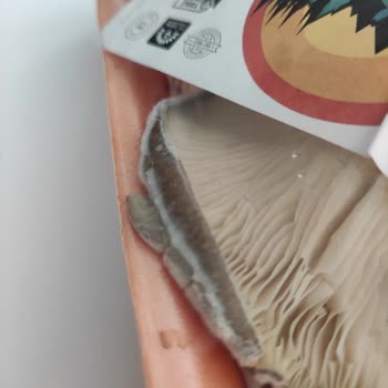 Migros Tarihi Geçmemiş Üründe Küf Problemi